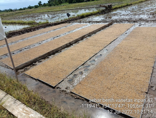Perkembangan Kegiatan Produksi Benih Sebar Padi di Kabupaten Manokwari Selatan